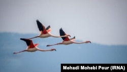 مهاجرت ده‌ها هزار فلامینگو به تالاب میانکاله