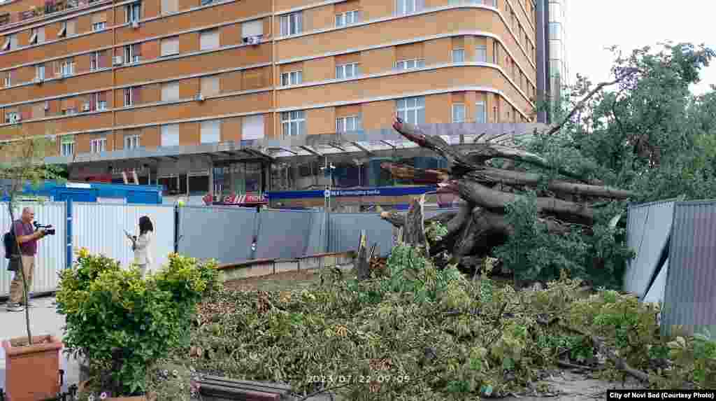 U olujnom nevremenu 21. jula na području Vojvodine, tri osobe su stradale, a više je povređeno. Najteže je pogođen Novi Sad, gde je i dan kasnije vidljiva materijalna šteta. Na fotografiji: Najstarije stablo u centru Novog Sada uništeno je u nevremenu. Stablo koprivića je bilo pod zaštitom, kao spomenik prirode. Gradske vlasti su saopštile da je sanacija nemoguća. 