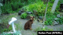 Jedan od nekoliko pasa koje Nataša hrani kada se pojave na njenoj kapiji