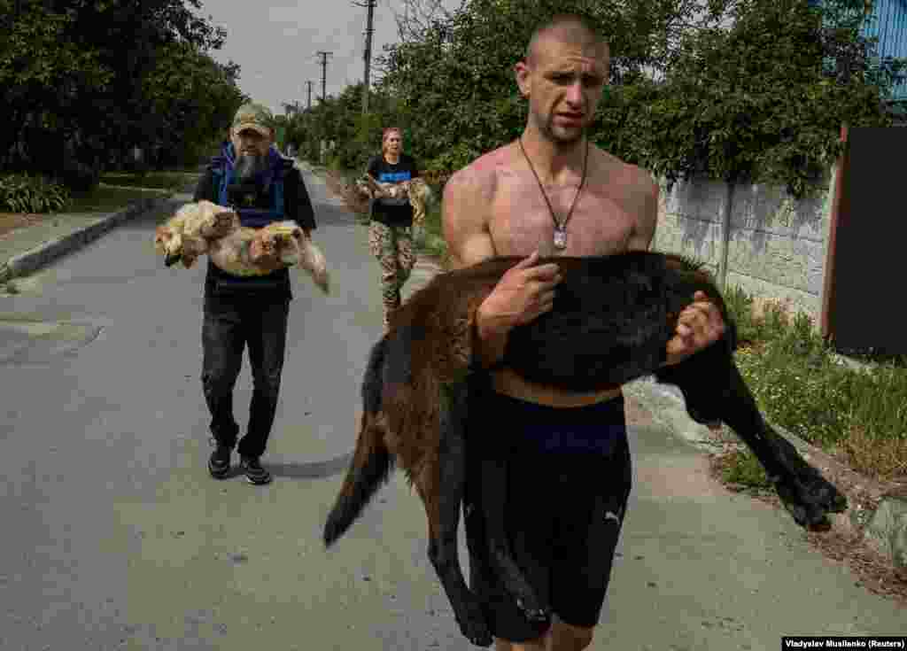 Волонтеры несут собак в Херсоне 7 июня. Животных усыпили транквилизаторами, чтобы их было легче переносить. Тысячи людей на юге Украины были вынуждены покинуть свои дома и питомцев после прорыва Новой Каховской плотины 6 июня