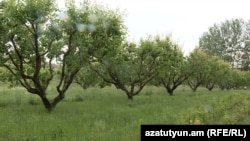 Կարկուտից վնասված ծիրանի այգիները