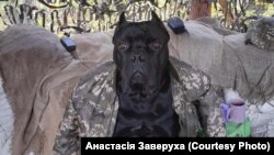 Vasia cane corso