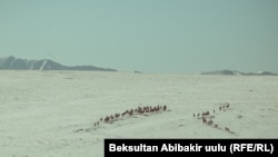 Ак-Шыйрактагы аркар-кулжа