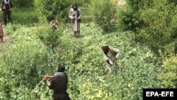 جریان تطبیق کمپاین طالبان برای تخریب کشتزار های کوکنار در جنوب افغانستان. 