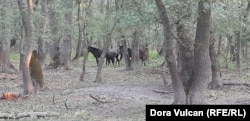 Caii trec de câteva ori pe zi pe la adăpătorile uscate. Vineri, 12 august, ora 7.00