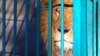 Leul Simba a fost adus în România din Ucraina de către reprezentanții unei asociații de protecție a animalelor. El va ajunge în Spania sau Africa de Sud. 