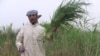 An Iraqi man, a resident of the marshlands, harvests fodder to feed his animals.