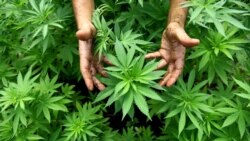Mladi Beograda: Marihuana je najpopularnija