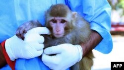 Иран: Окумуштуу учкуч-маймылды белгисиз жайда кармап турат. 28-январ, 2013-ж.