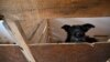 UKRAINE-RUSSIA-CONFLICT-ANIMAL-SHELTER