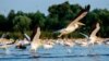 Pelicanii din Delta Dunării sosesc în România în martie-mai și pleacă în septembrie-octombrie. Imagine de pe lacul Furtuna, în zona centrală din Delta Dunării, județul Tulcea, 26 august 2021. 