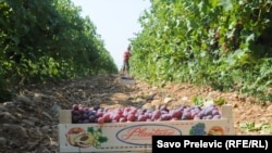 Berba grožđa na plantažama "Plantaža"