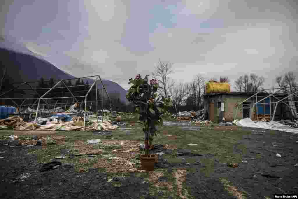 Ostaci kampa Vučjak. Iako je kamp raspušten, a stanovnici prebačeni u druge dijelove Bosne i Hercegovine, neki su se vratili u Bihać zbog blizine EU granice. n this picture taken Wednesday Dec. 11, 2019, a plant sits in the middle of a makeshift refugee camp cleared and destroyed earlier by Bosnian police near the village of Vucjak in the outskirts of Bihac, northwestern Bosnia. Bosnia's notorious Vucjak camp may have closed down after an international outcry, but the plight of migrants stranded in the country while trying to reach Western Europe is far from over. After the camp was flattened in December, its residents have been transferred to other parts of Bosnia. But some have returned to Bihac because it is near the European Union member state Croatia.(AP Photo/Manu Brabo)
