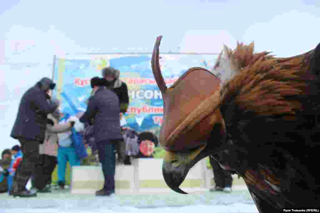 Призовой фонд соревнований был невелик: за первое место – 200 тысяч тенге, за второе и третье – по 50 тысяч. По словам организаторов, если бы призы были солиднее, то охотников на соревнованиях было бы гораздо больше. На фото – беркут у главной сцены перед церемонией награждения.