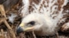 baby bird rescued by ecologists