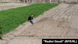 Большинство жителей Согда заняты сельским хозяйством. На фото: дехканин из Исфаринского района 