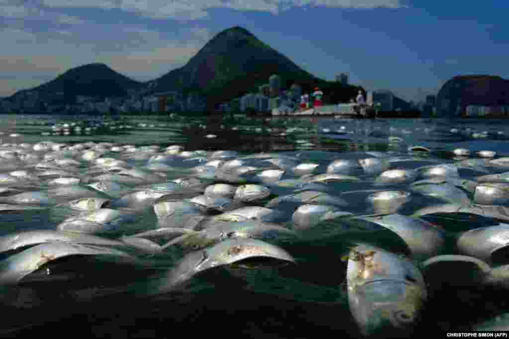Brazil - Tone mrtve ribe u laguni Rodrigo de Freitas, Rio de Janeiro, Brazil, 13. mart 2013. Foto: AFP / Christophe Simon