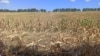 O miză a bugetului pe 2021: un miliard de lei pentru combaterea secetei din Agricultură