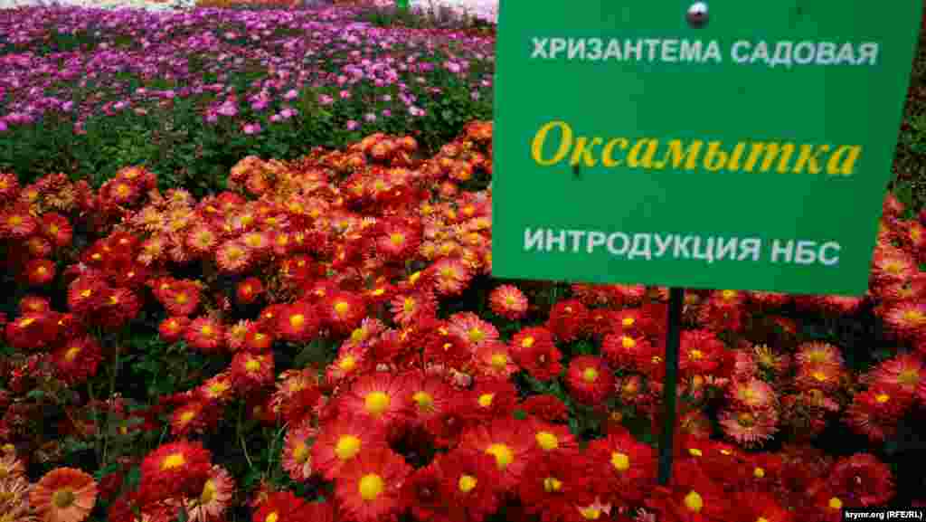 «Оксамытка» во всей пышной красе
