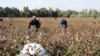 Өзбекстан: пахта териминдеги каргаша