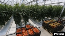 Armenia -- A large greenhouse belonging to the Spayka company, April 19, 2017.