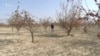 Национальный парк в Фархоре засыхает