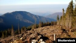 Вирубка лісів призводить до екологічних катастроф, але й масове заліснення не принесе позитивного результату