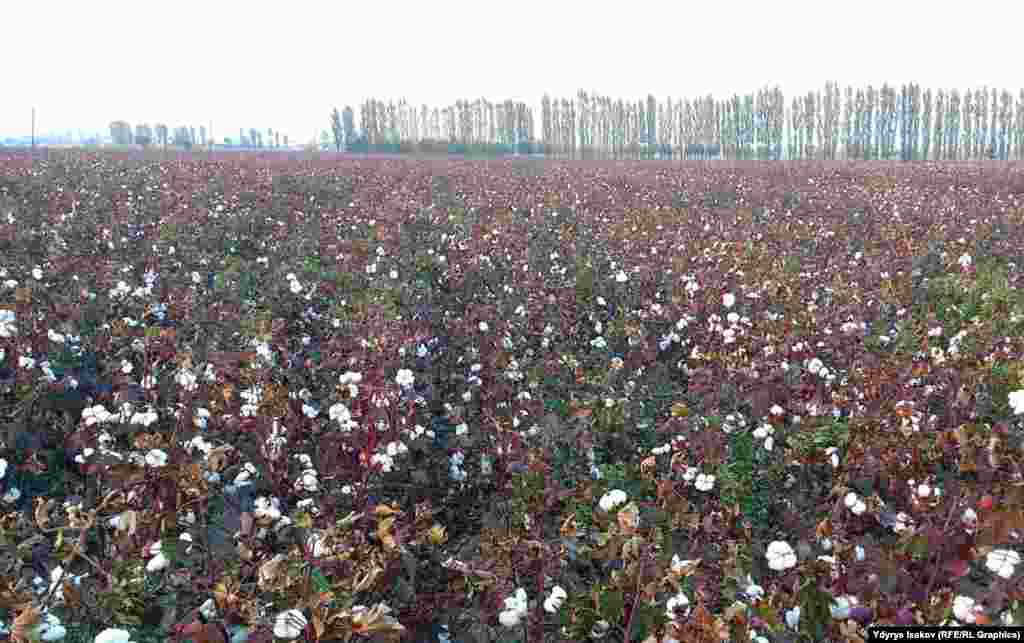 Пахта талаалары жылдан жылга кыскарууда. Буга пахта баасынын арзандыгы себеп болууда.