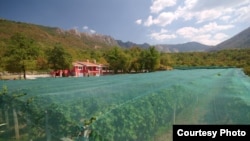 Vinogradi Sjekloća
