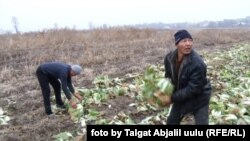 Ноокен.