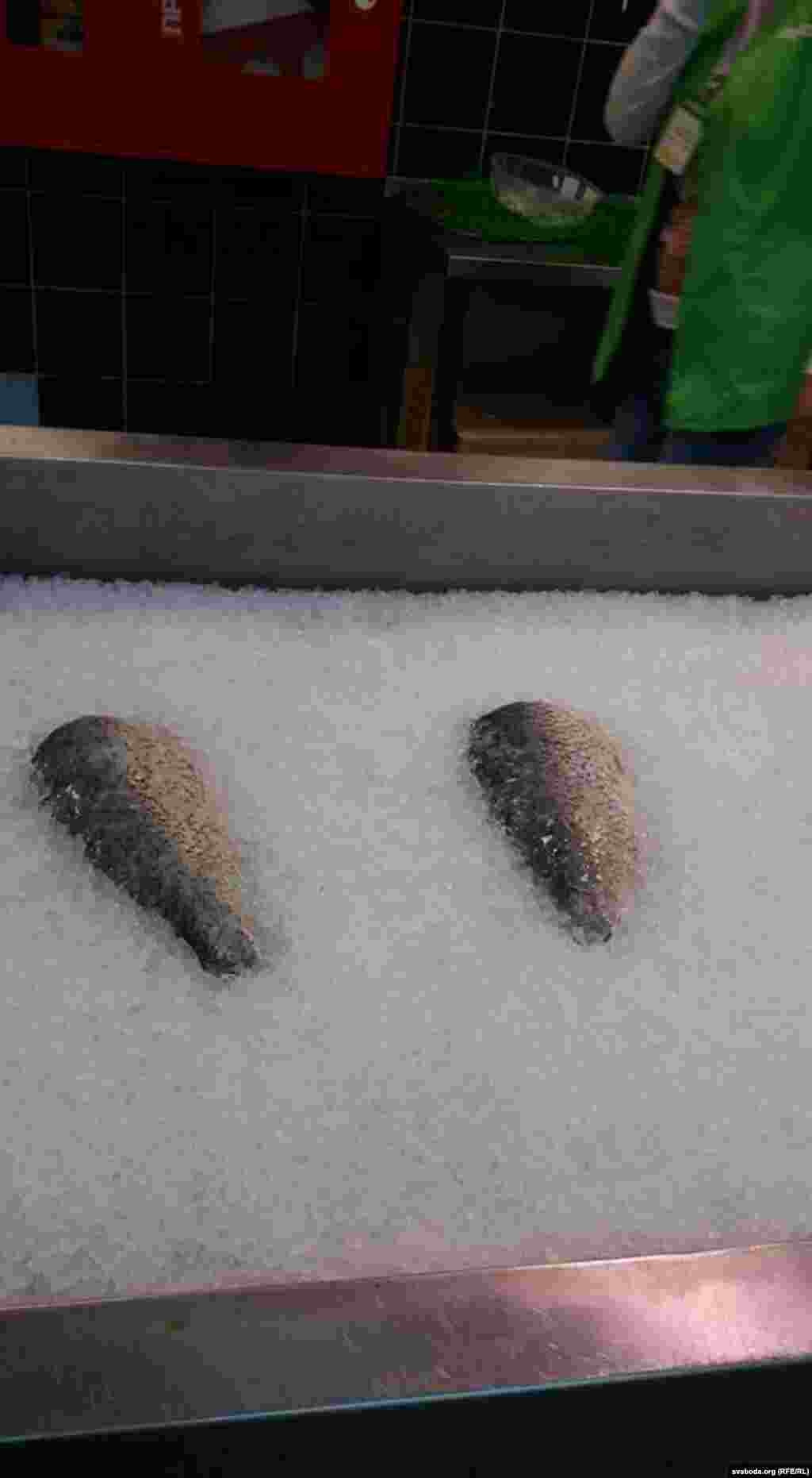 Belarus --fish, general