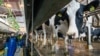 PERVOMAYSKOYE, UKRAINE - Cow farm in Crimea, 20Apr2020