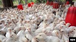 Češke vlasti su u utorak počele pripreme za likvidaciju do 220.000 ptica, međutim, češka državna veterinarska uprava (SVS) saopštila je u sredu da je dalje širenje na farmi dovelo do toga da je odlučila da uništi sve ptice tamo.