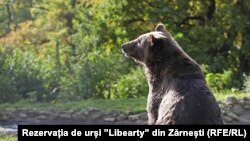 Мечка в резервата "Свобода" в Зарнещи, Румъния