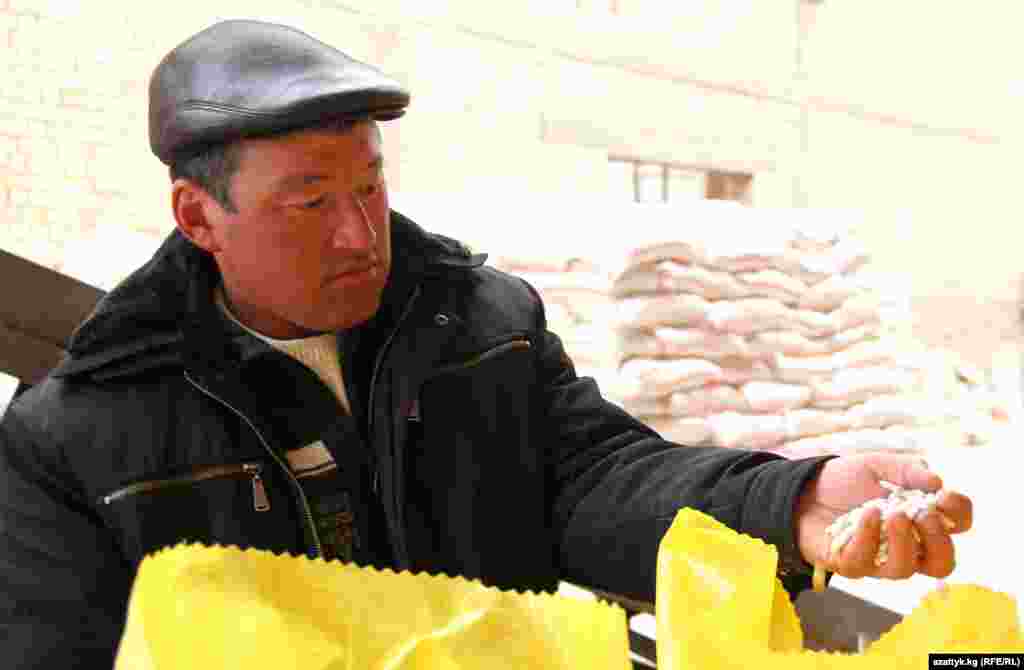 Таласта төө буурчак 15 жылдан бери айдалат. Бул убакыттан бери жергиликтүү фермерлер төө буурчактын онго жакын түрүн өстүргөндү үйрөнүштү. 