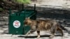 Cats-FourPaws-Sofia Bulgaria