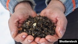 Across Russia, beekeepers have been opening hives to scoop out handfuls of dried, blackened insect corpses. (illustrative photo)