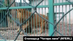 Лъвът Любо