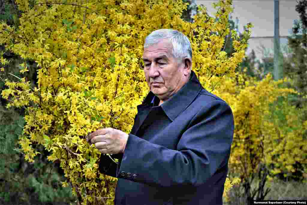 Биолог, эколог, токойчу Закирходжа Сарымсаков сары гүлдүү форзиция бадалынын жанында.. 