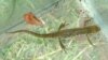 Тритон обыкновенный. Triturus vulgaris