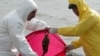 Wild Swans In Iran Found With Bird Flu