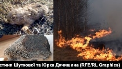 У результаті підпалів сухої трави, чагарників та листя страждають і тварини, і люди. 