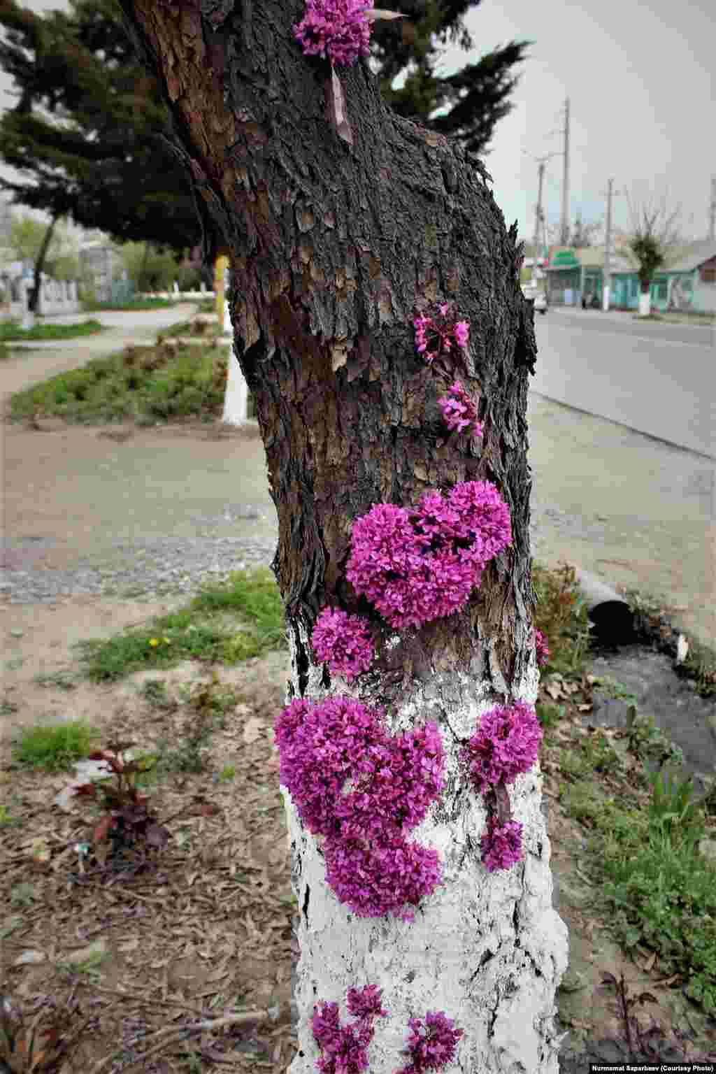 Канаданын тамылжыган кызыл дарагы (Баграянник канадский. лат. Cercis canadensis) жана анын гүлдөшү.