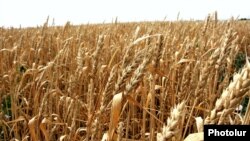 Armenia - A wheat field in Shirak province, 1Aug2012.