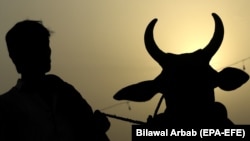 پېښور کې د قربانۍ غویی. ۲۰۱۸ کال