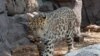 Chinese, Russian Scientists Search For Rare Leopard