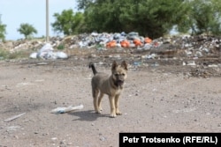 Собака на мусорной свалке. Алматинская область, 22 июня 2021 года.