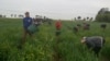 Польська економіка може зазнати значних втрат через виїзд українських заробітчан до Німеччини