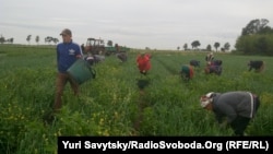 Українські заробітчани на сільськогосподарських роботах у Польщі