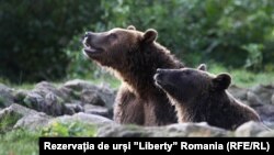 Румънското правителство не е сигурно колко точно е броят на мечките.